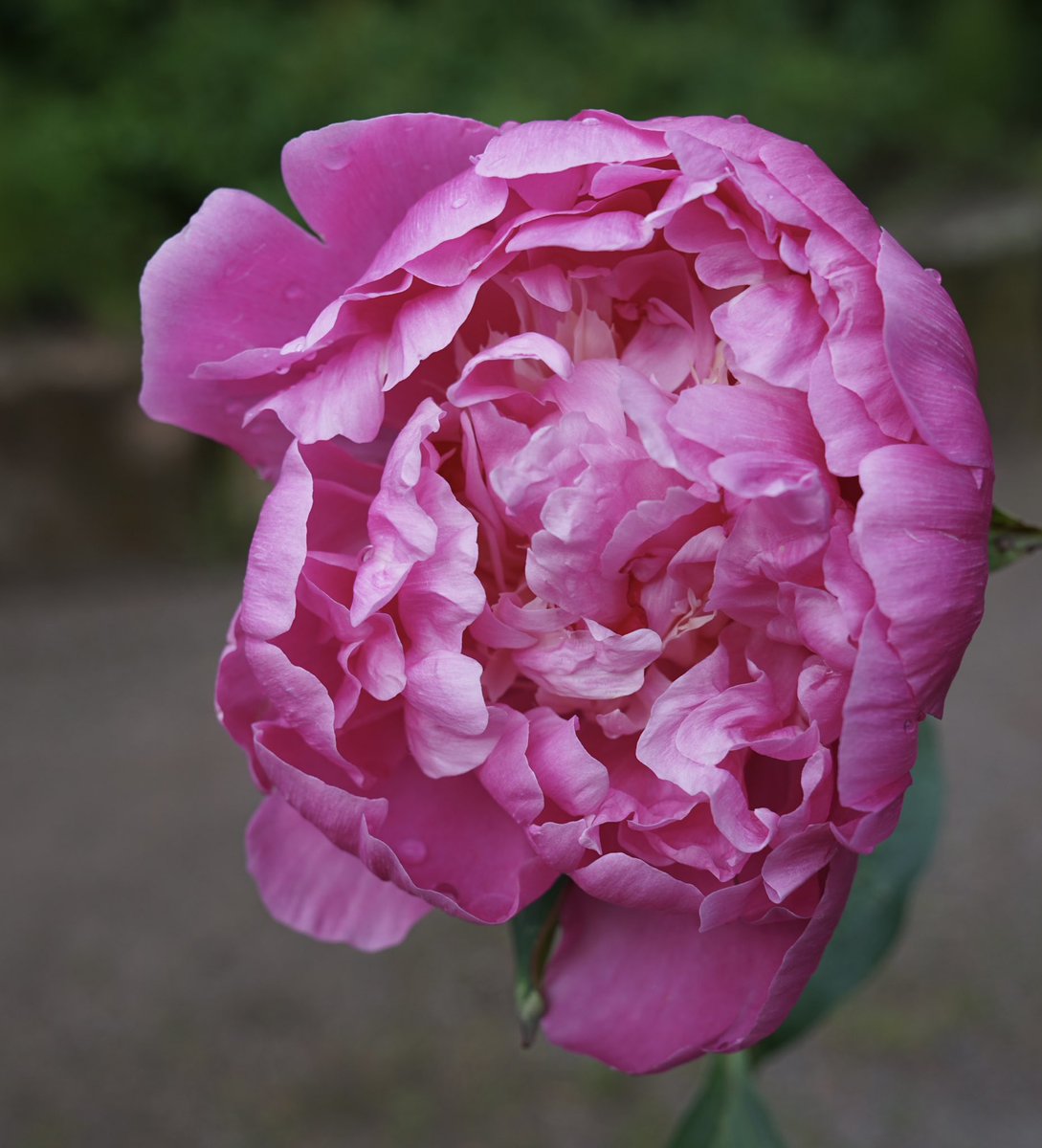 Guten Morgen ihr Lieben 🫶 
Einen wunderschönen Wochenmitte wünsche ich Euch 
🌸☕️☕️🌺🍀🤗👋