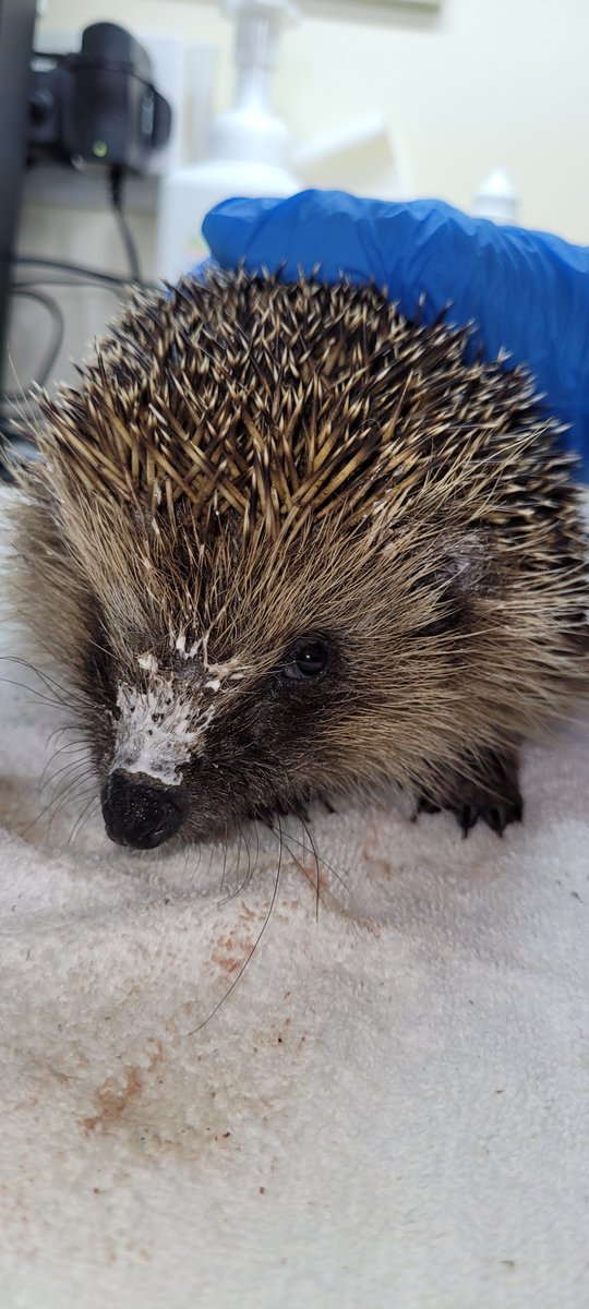 New admission on Sunday is 19 mth old Gollum. 
Released April 2024😢
Spotted injured on Camera Sat &amp; vet visit Monday. 
Looks like a tumour breaking through the skin behind his leg 😭
On meds to see if it improves, then biopsy next week if it doesn't.
Cream on nose for Ringworm.