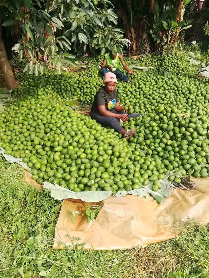 made in uganda online ltd tweet media