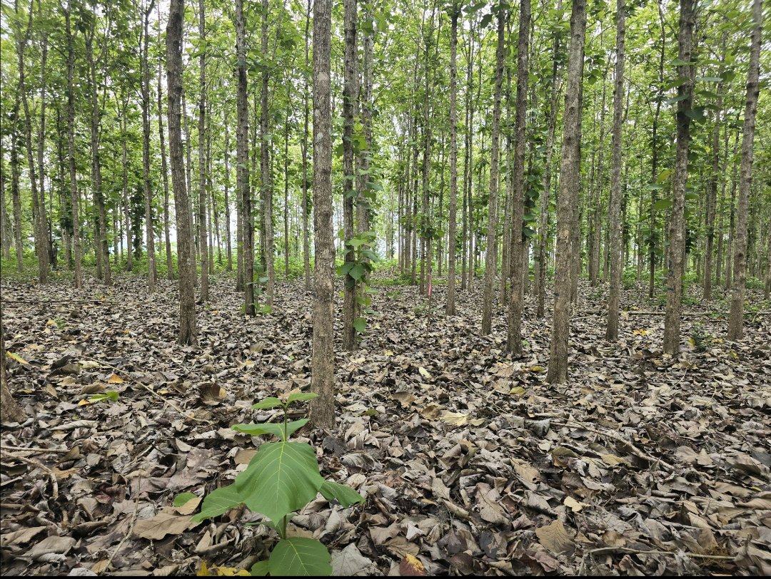 Agriculturenott's tweet photo. Forest plantation needs a care to grow well , clearing is the one of silviculture practice carried out to remove all weeds and shrubs in your plantation to reduce competition between trees and All non wanted plant. #forestpreservation #forestry #trees https://t.co/0vbUDMsLoo