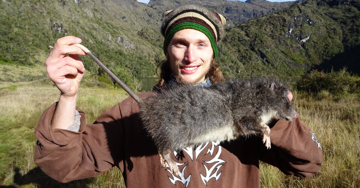 ついに見つけた！「幻の巨大ネズミ」を野生下で初発見
nazology.kusuguru.co.jp/archives/177922

チェコCASはニューギニア島の高山で巨大ネズミ「マロミス・イスタパンタップ」を発見したと報告。本種は博物館の標本でしか知られておらず、生きた姿は見つかってなかったという。今回は映像まで捉えられました。