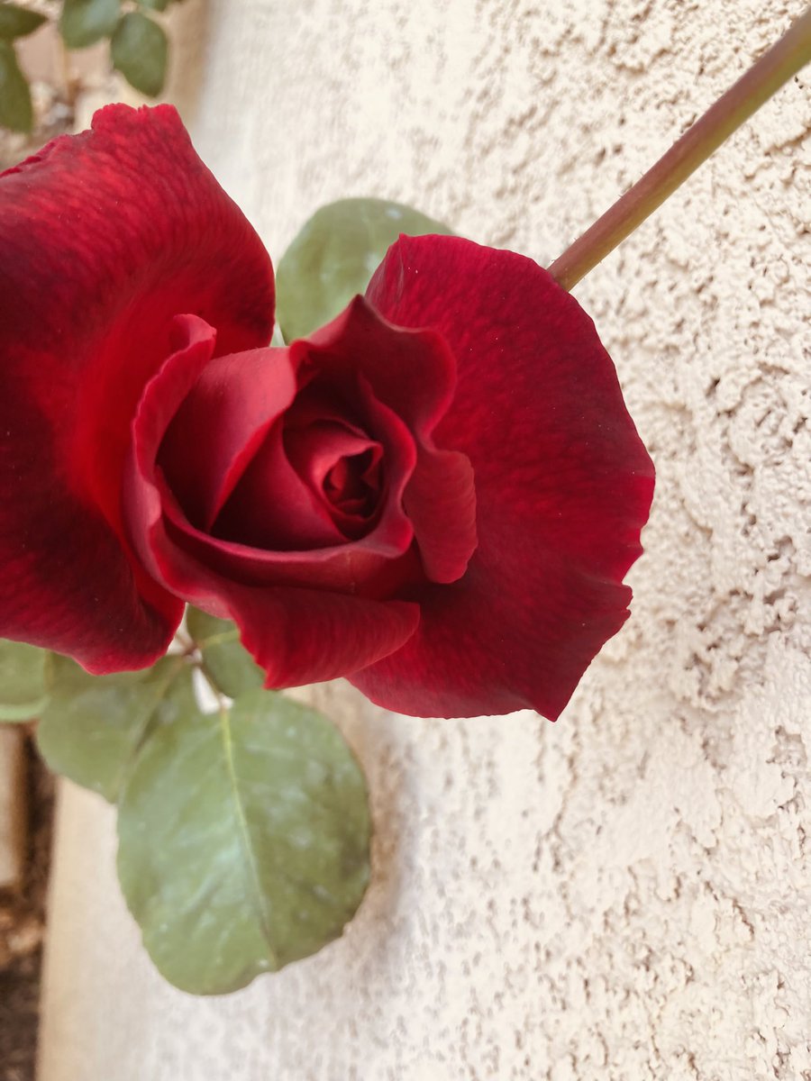 EmmasOfficialA's tweet image. Speaking about The World’s Biggest Floraphiles Society… 

Happy #RoseWednesday people 🌹(Mine and neighbors’)

#FlowersOfX #floralvibes