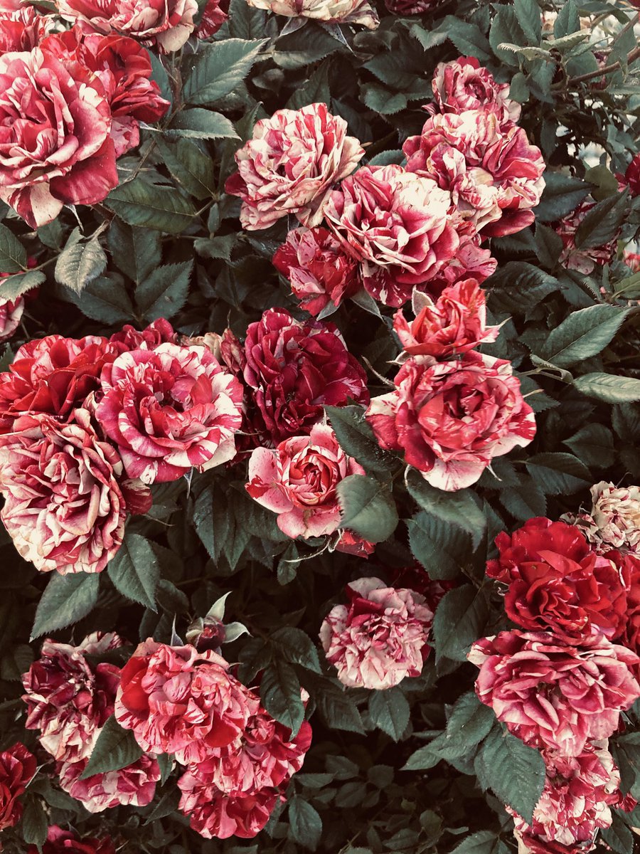 EmmasOfficialA's tweet image. Speaking about The World’s Biggest Floraphiles Society… 

Happy #RoseWednesday people 🌹(Mine and neighbors’)

#FlowersOfX #floralvibes