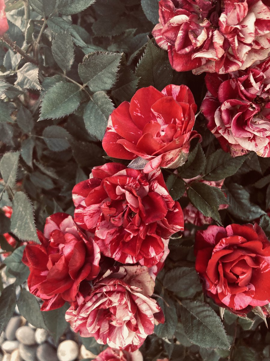 EmmasOfficialA's tweet image. Speaking about The World’s Biggest Floraphiles Society… 

Happy #RoseWednesday people 🌹(Mine and neighbors’)

#FlowersOfX #floralvibes