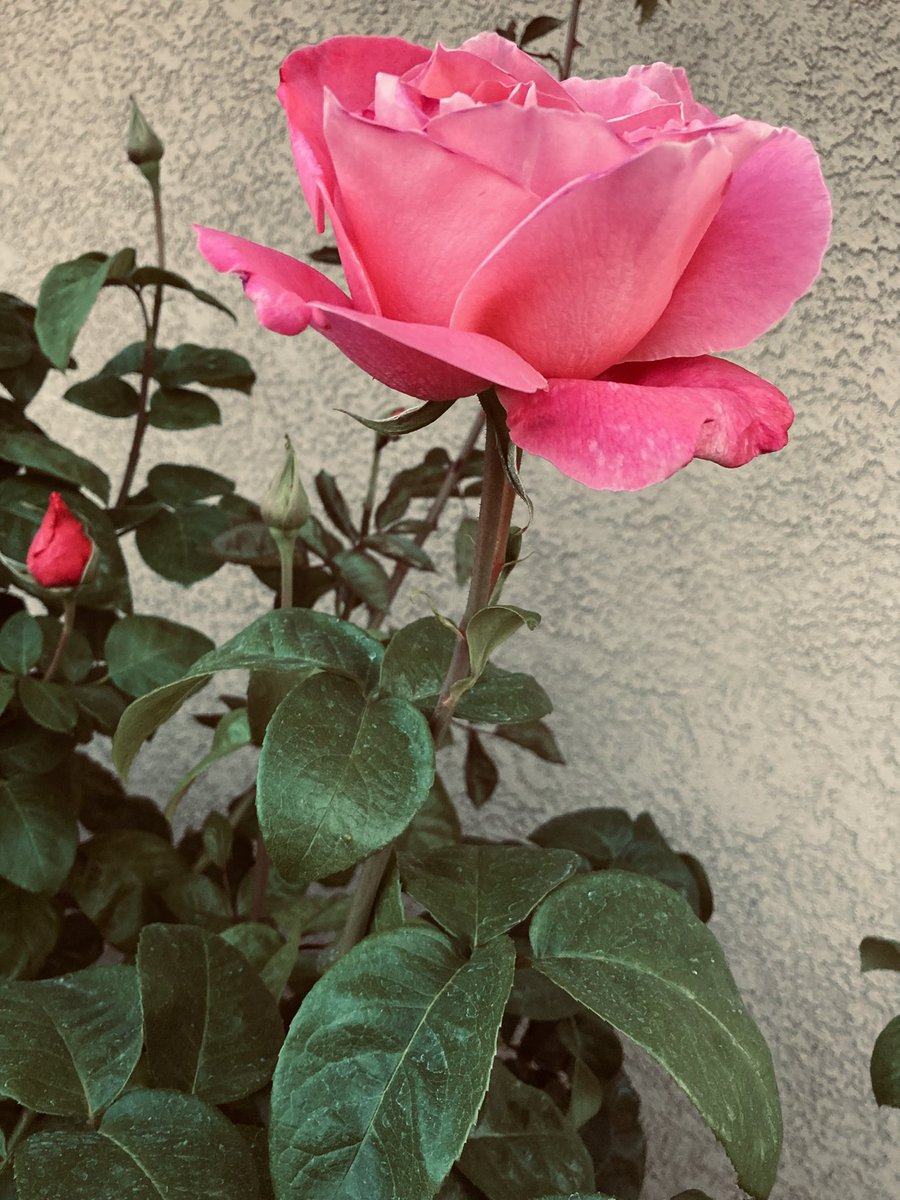 EmmasOfficialA's tweet image. Speaking about The World’s Biggest Floraphiles Society… 

Happy #RoseWednesday people 🌹(Mine and neighbors’)

#FlowersOfX #floralvibes