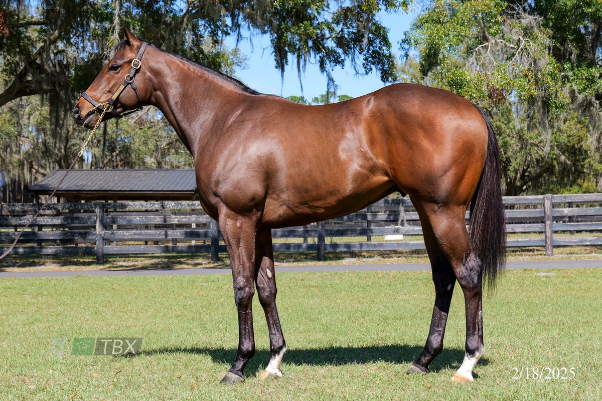Dubai Racing Club (@racingdubai) on Twitter photo A Maxfield ➡️ Dubai!
RRR Racing paid $775,000 for this son of the G1 Clark Handicap winner, who will be trained by <a href="/BhupatSeemar/">Bhupat Seemar</a>
#DubaiCarnival | 📸 Fasig-Tipton/TBX A Maxfield ➡️ Dubai!
RRR Racing paid $775,000 for this son of the G1 Clark Handicap winner, who will be trained by <a href="/BhupatSeemar/">Bhupat Seemar</a>
#DubaiCarnival | 📸 Fasig-Tipton/TBX
