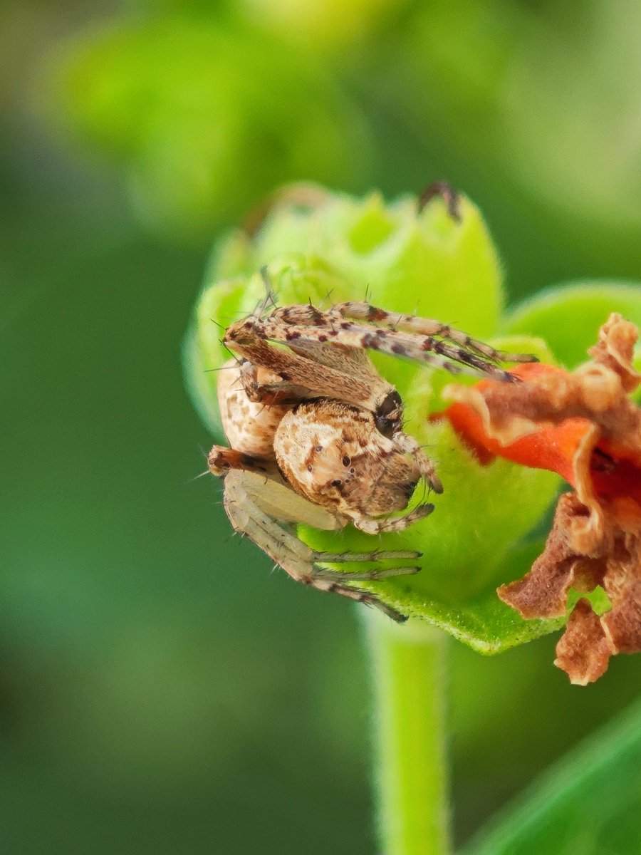 viperKA18's tweet photo. Captured By 
#Xiaomi14 #Xiaomi14series #spidy #insectphoto https://t.co/zPwcsl0FIV