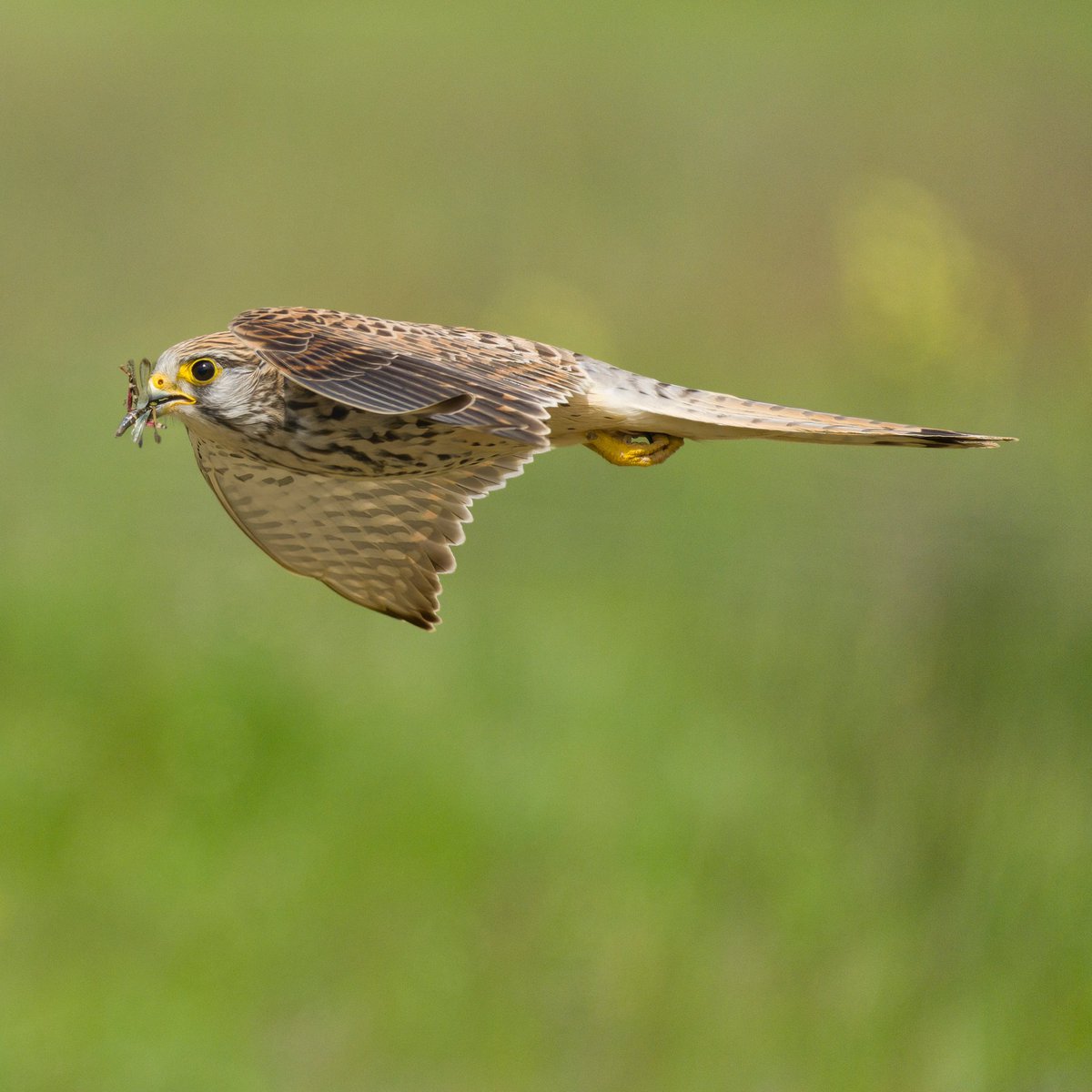 Una preciosa hembra de cernícalo aportando ceba a sus polluelos de pocos días

Fotografía tomada en las estepas castellano-leonesas