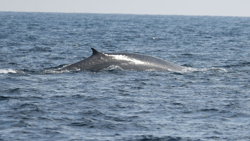 transicioeco's tweet photo. 🐋 Sabies que el rorqual comú és una de les espècies amenaçades a Catalunya?

👉🏻 Pots trobar més informació sobre dades generals, població, factors d’amenaça, entre d’altres en aquest enllaç: https://t.co/GCfaX5cPOu

#TransicióEcològica #FaunaProtegida #ConservacióMarina https://t.co/IkS6dFR4Qg