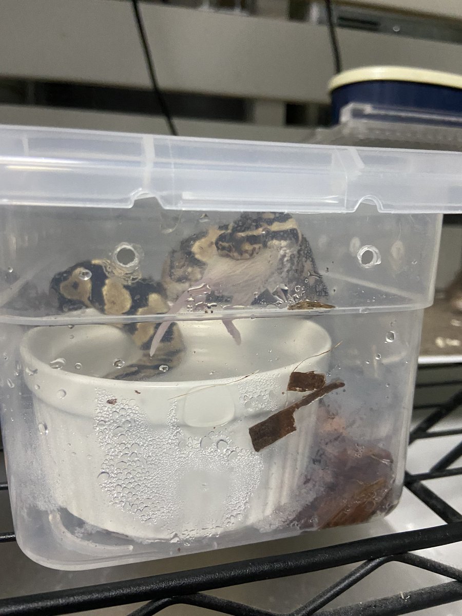 Pine_BallPython's tweet image. ããã ãé£ã¹ãããã£ãã®ã«
掻ã€ã¯ã²å
¥ããç¬éãé£ã¹ãð¥ºðð
ãã£ãšå®å¿ã§ããð¥ºâšâšâš
ãããããã·ãã·å€§ãããªã£ãŠããããªð§ðª
SNRSYBhetã¯ã©ãŠã³
#06shockwave
