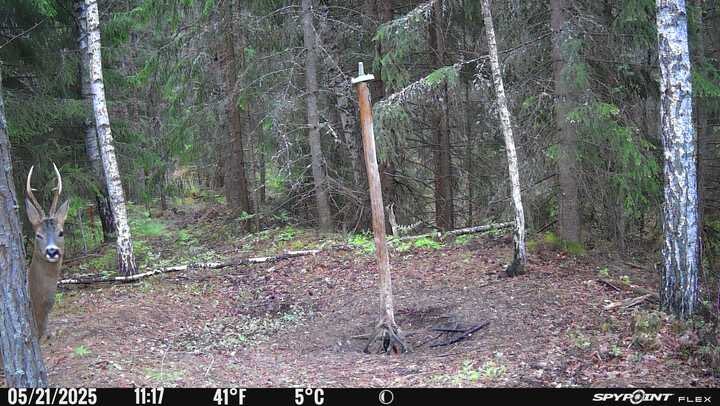 Jag har en sån jävla snygg bock på marken och det gör mig glad
