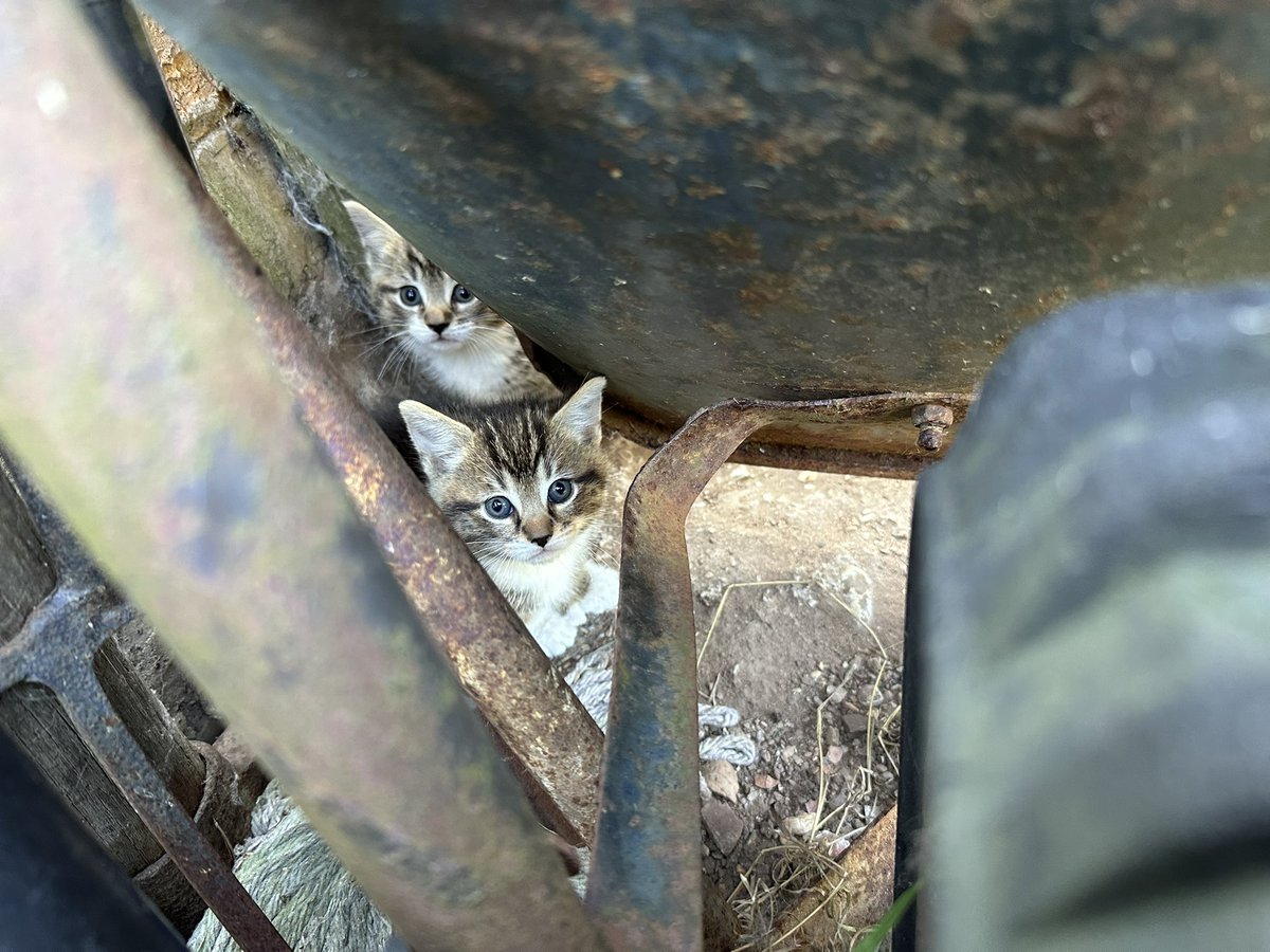 More kittens out on the streets alone. One of our volunteers is out trying to catch these poor babies today. Any food donations make a huge difference to us so we can use all previous funds on vet treatments 🙏

amazon.co.uk/hz/wishlist/ls…