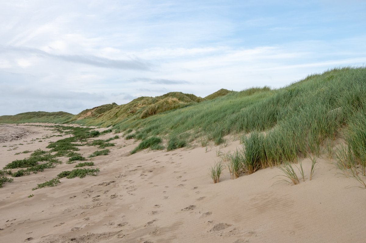 Sand Dunes – They Protect Us, Let’s Protect Them!

Clare’s maram dunes protect our coast &amp; support biodiversity, but they are under threat.

✅ Stay on paths

✅ Respect fencing and signage

✅ Don’t trample or camp

More info: caro.ie/projects-resea…

#ProtectOurDunes