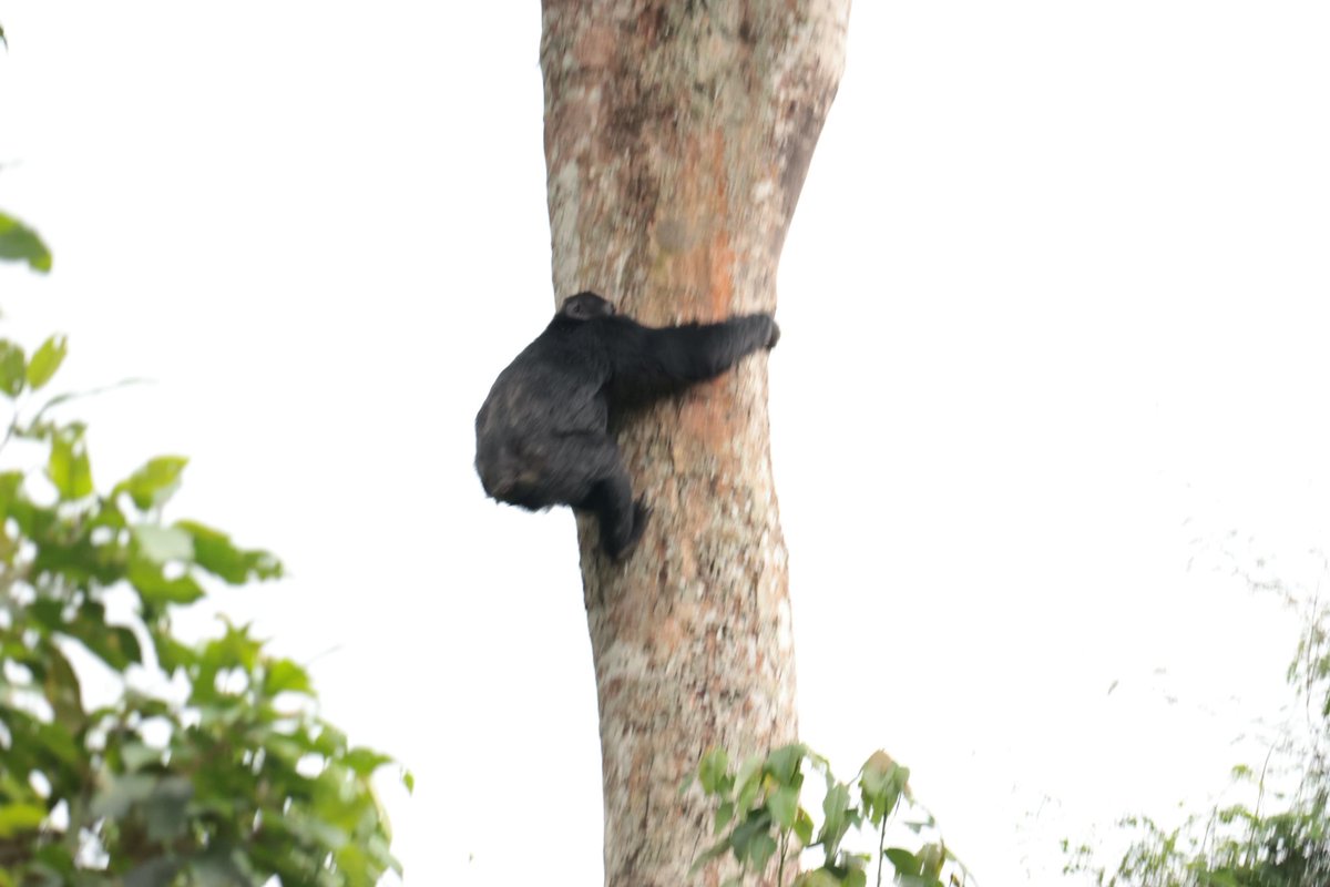 Forest of Hope (FHA) tweet media