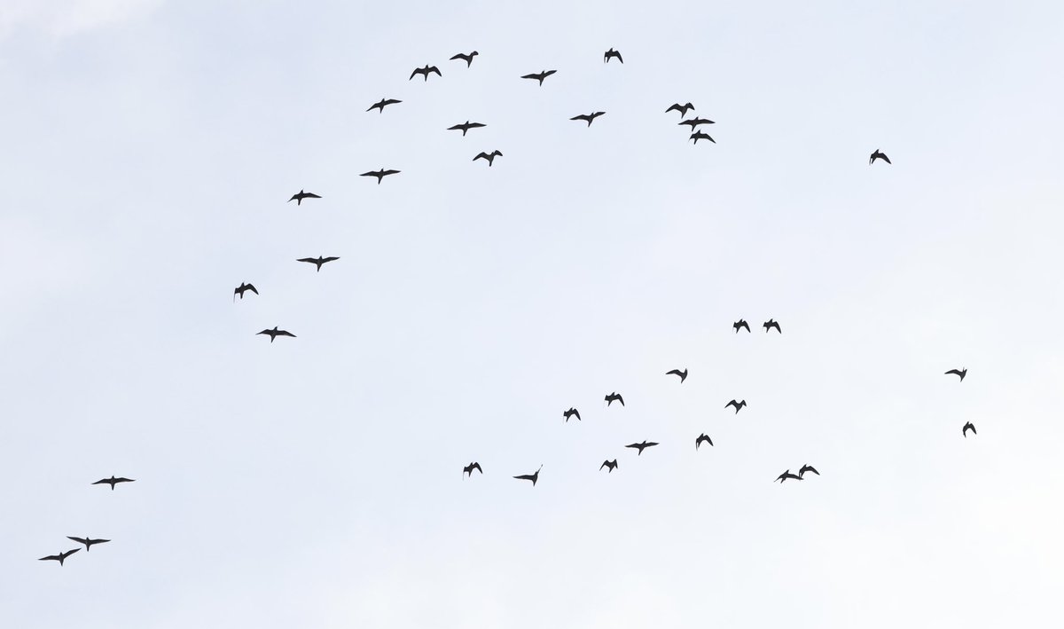 LittleStint0125's tweet photo. コシャクシギ45羽 (4/20)
その翌日は佐賀県で計45羽発見。普段なら修行となるカラカラの環境で湧くように出てきたから驚いた。秋の幼鳥も同じ感じで出るのだとしたらかなり厳しい。
後から知ったがいつものエリアでも群れが観察されていたようで、そっちとも足し算できれば良かった。 https://t.co/xSJ6kOYKoo