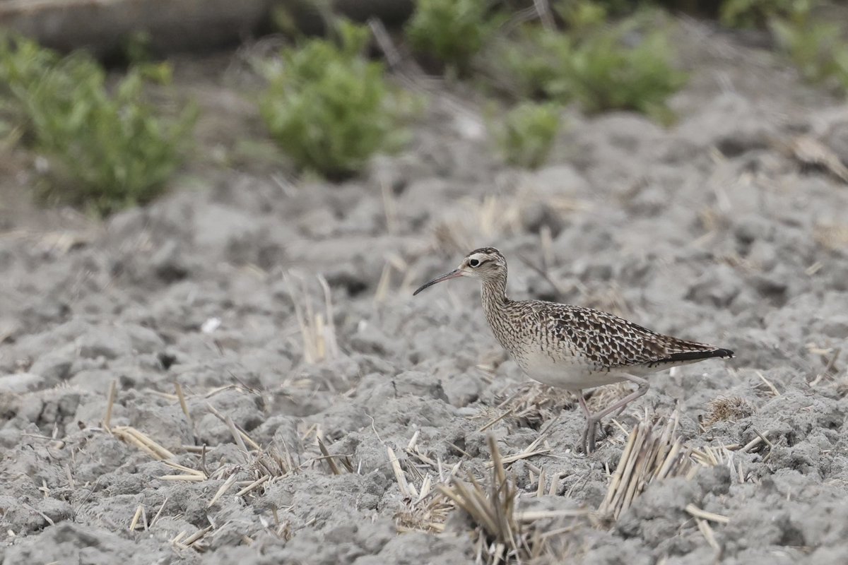 LittleStint0125's tweet photo. コシャクシギ45羽 (4/20)
その翌日は佐賀県で計45羽発見。普段なら修行となるカラカラの環境で湧くように出てきたから驚いた。秋の幼鳥も同じ感じで出るのだとしたらかなり厳しい。
後から知ったがいつものエリアでも群れが観察されていたようで、そっちとも足し算できれば良かった。 https://t.co/xSJ6kOYKoo