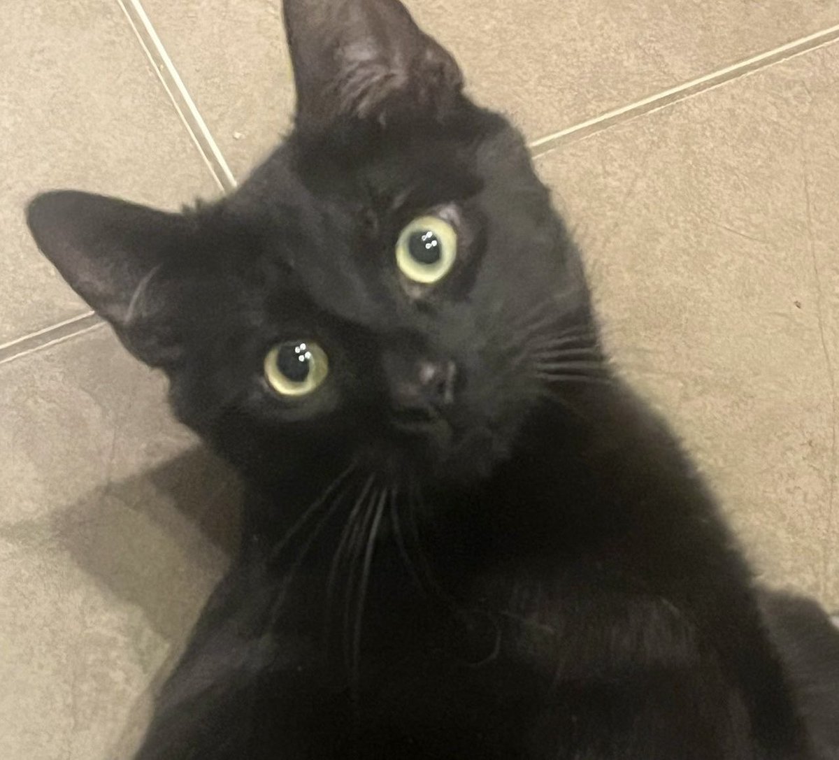Affectionate, playful &amp; friendly: this is T’Challa aka Charlie, He’ll be over the moon when you come 🏠 &amp; will tap you gently with his paw for attention! Cuddles are nice, but not too long 🙏! And no carrier bags: they’re scary! #WhiskersWednesday #AdoptDontShop #Buckinghamshire