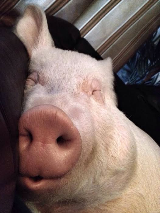 funx_dev's tweet photo. @Rainmaker1973 it's a huge pig snout https://t.co/alUTJFCGBr