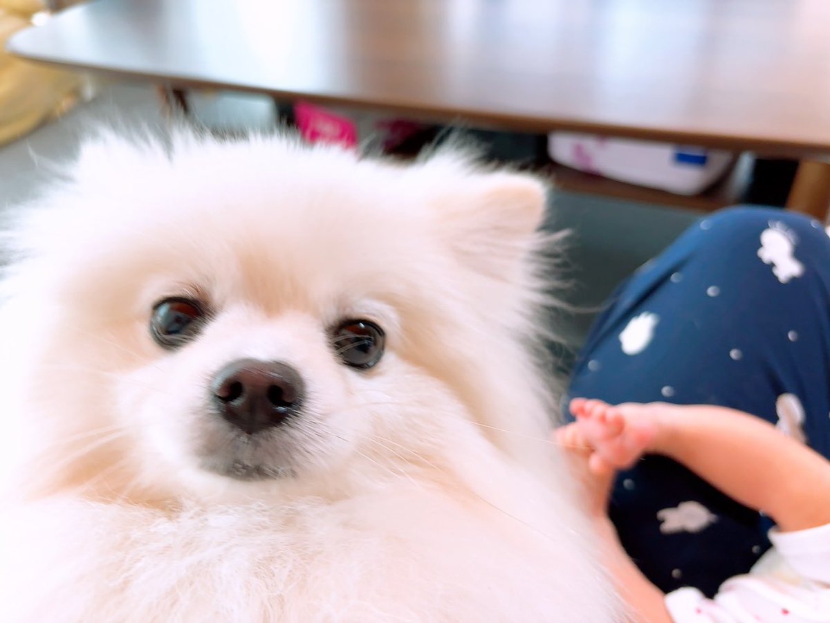 Guri様❤️オーダーページ⑤　ポメラニアン　エコバッグ他 🐶こまめとオーダーバッグ💛 ⁡ June.4.2025