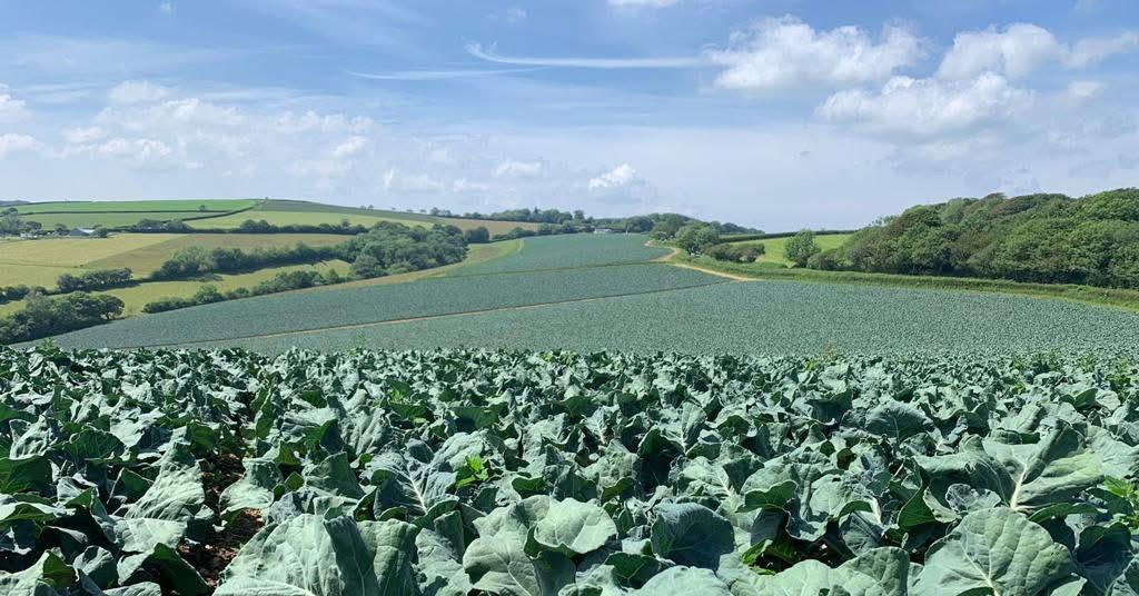 Early season predicted for UK veg ow.ly/UBtP1069yNh