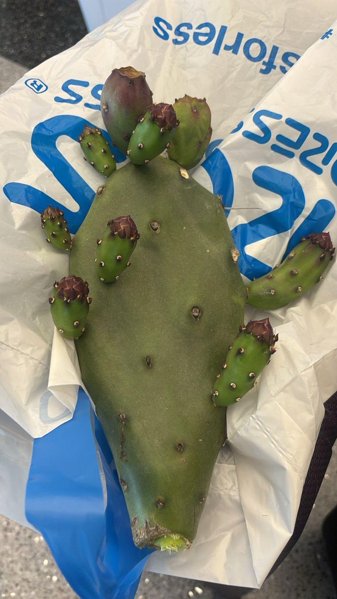 I brought these Prickly Pear (Opuntia) plants all the way from the Hollywood Hills in California. They traveled with me—tucked inside my suitcase—on a long, week-long journey across three continents and seven cities: Los Angeles, Lincoln, Washington, London, Erbil, Duhok, and