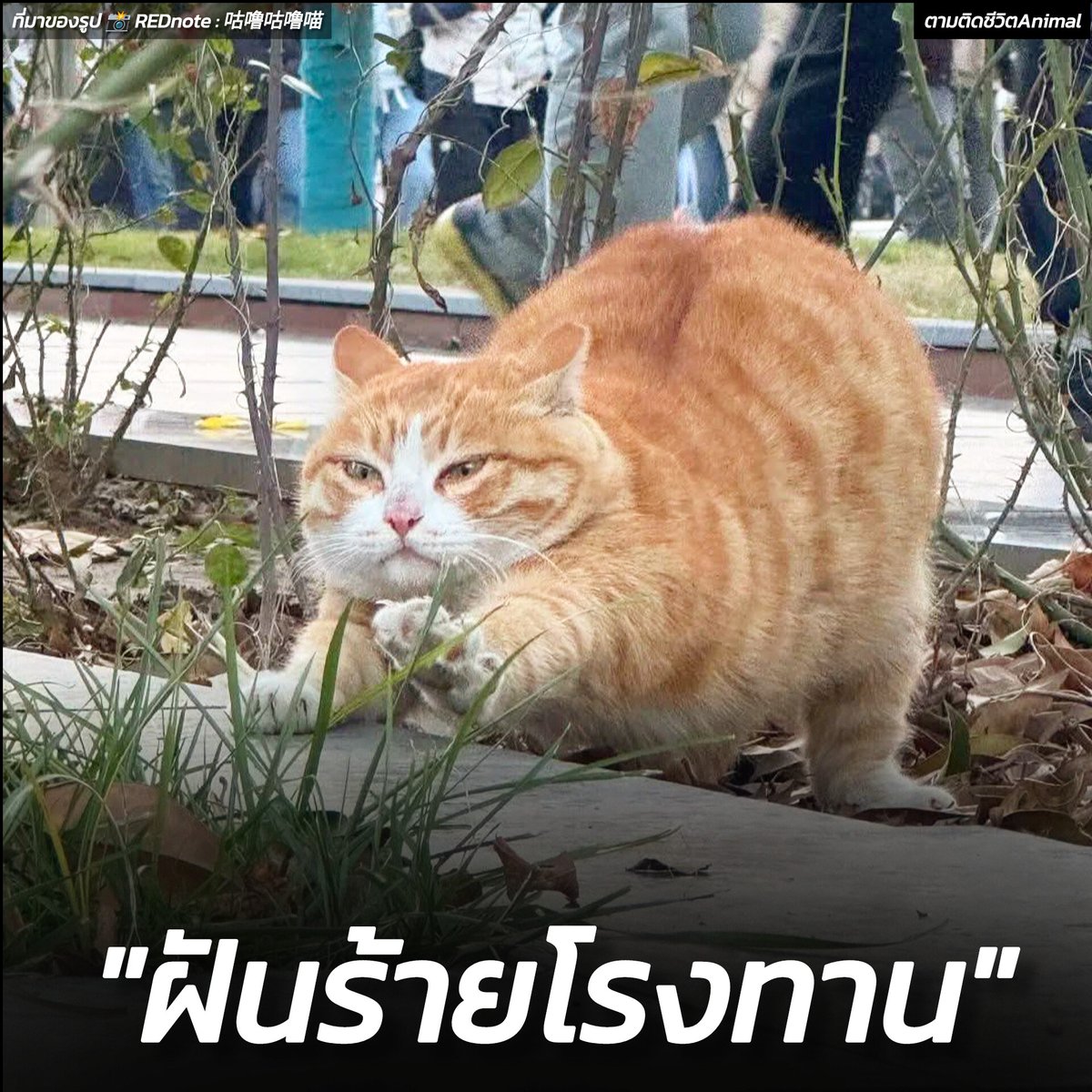 ตามติดชีวิตAnimal tweet media