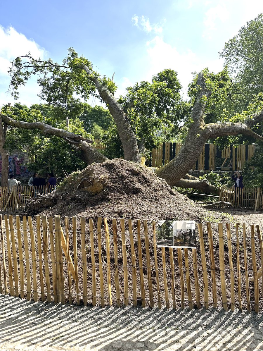 Inauguration de la nouvelle vie du chêne centenaire de Bellevue rue d’armagnac couché au sol lors de la tempête Ciaran mais toujours vivant Projet géré par la direction des espaces verts <a href="/CharlotteNimal/">Charlotte Nimal</a> de Brest Métropole les étudiants de <a href="/eesabbrest/">EESAB Site de Brest</a> la mairie de quartier