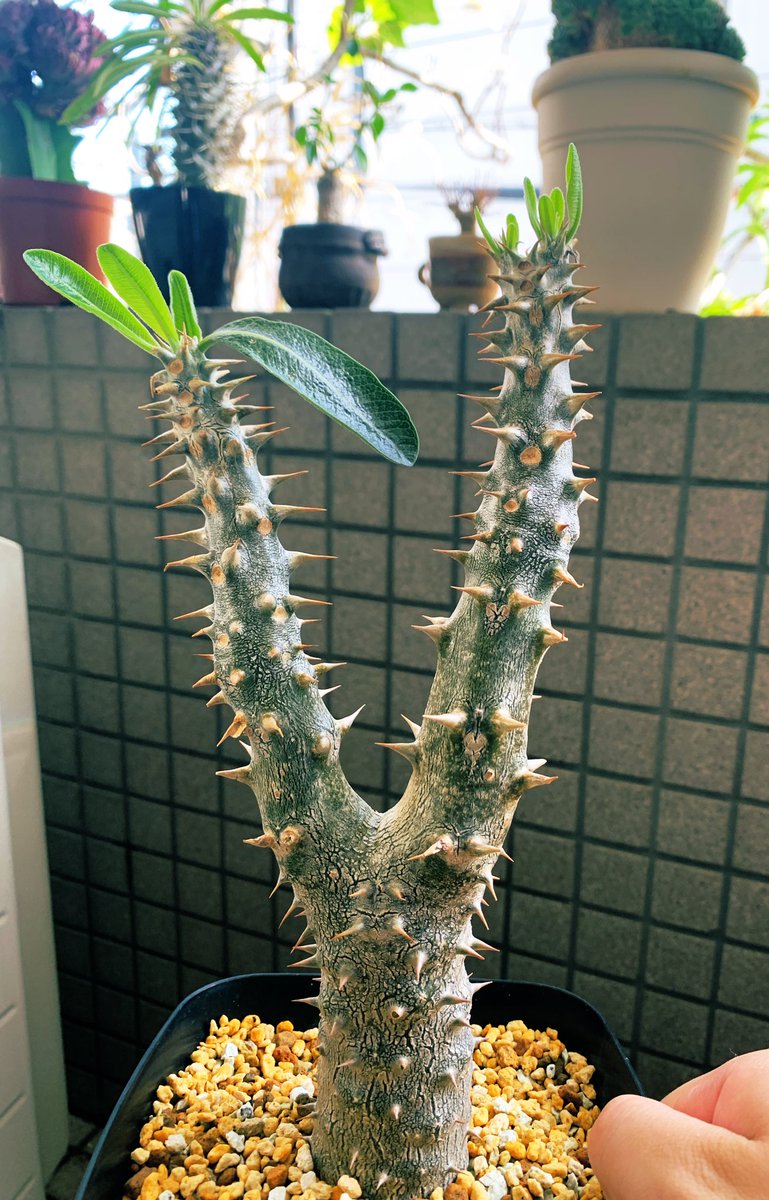 Kai Akiyama/秋山 開 tweet media