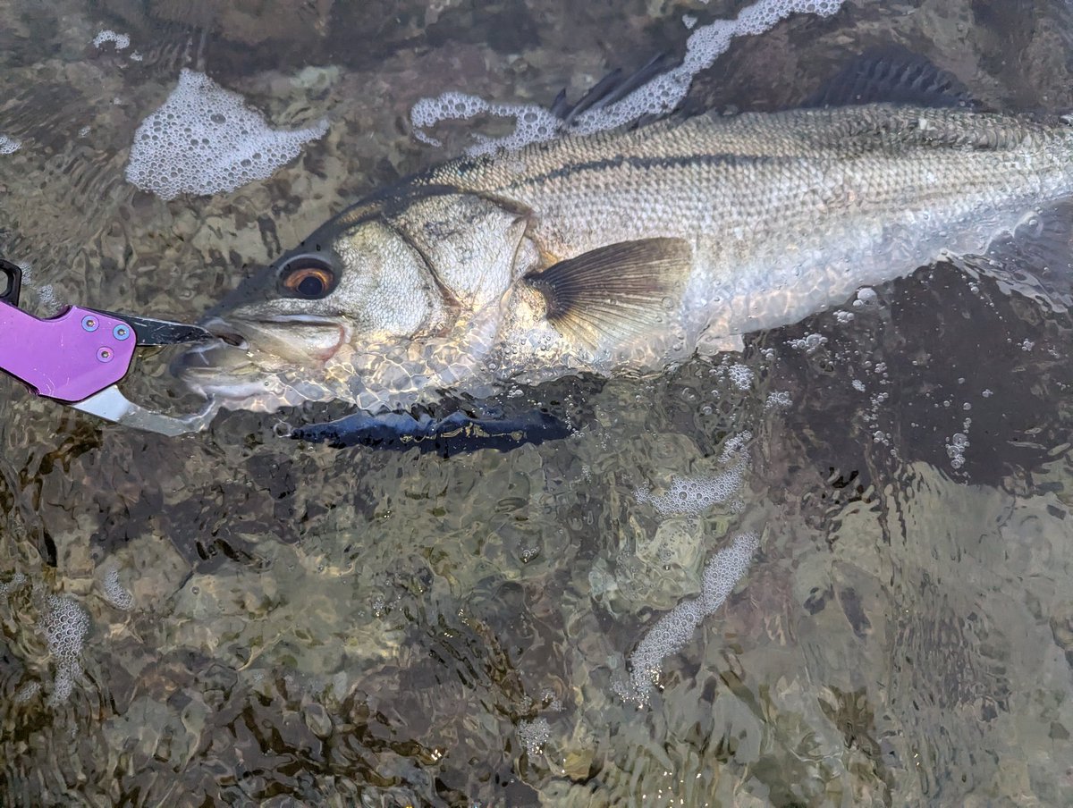 毎回違う場所で釣れるって事はそれなりの数が入って来たのかも😀
#男鹿
#磯マル
#サラシ撃ち
#1キャッチ
#1バラシ