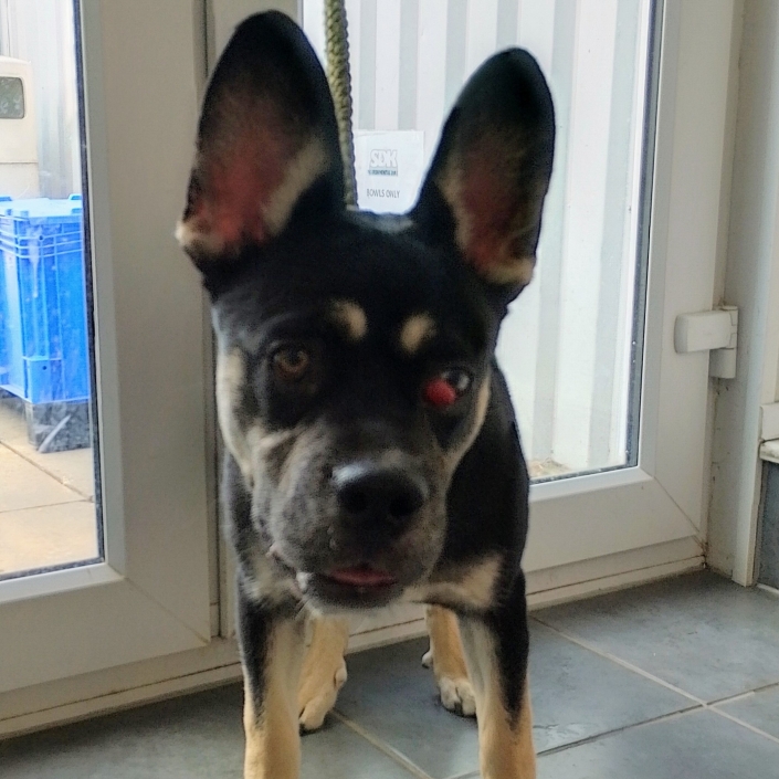 Please retweet to help find a rescue shelter space for this stray/abandoned dog found #TWYFORD #WOKINGHAM #UK 
Now in a council pound and due to be killed today 21 May 2025 unless a rescue space is offered asap.
This council will not allow the public to adopt. 
Details and