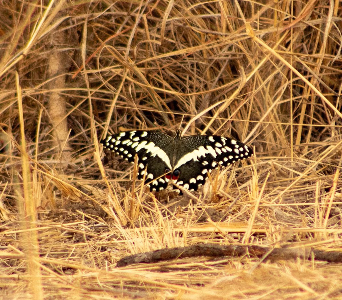 Butterflies showcase their vibrant wings for more than mere beauty,these striking colors have essential functions! Their wings are covered in tiny scales that reflect and absorb light in various ways, resulting in the breathtaking colours of blues, oranges, and iridescent shades