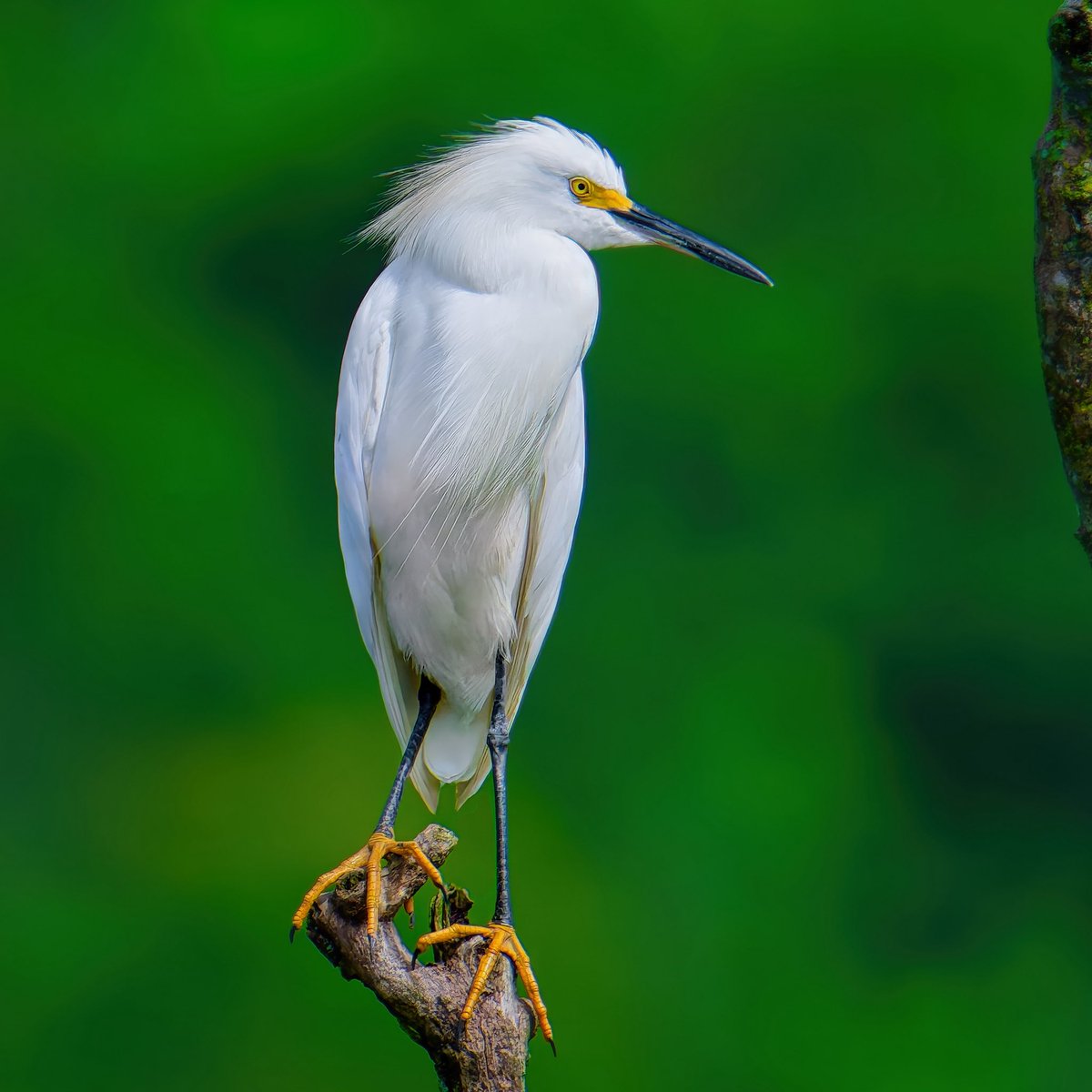 Ruben Giron (@rubengi02391602) on Twitter photo Snowy Egret – These elegant birds stand 22 - 26" tall. Adults have a black bill, black legs, yellow feet, and a yellow area between their eyes and bill (called lores). Seen at Reserva Ecologica de Guipiacu (REGUA), Brazil. #birdcpp <a href="/BirdCentralPark/">Manhattan Bird Alert</a> #birdsofbrazil Snowy Egret – These elegant birds stand 22 - 26" tall. Adults have a black bill, black legs, yellow feet, and a yellow area between their eyes and bill (called lores). Seen at Reserva Ecologica de Guipiacu (REGUA), Brazil. #birdcpp <a href="/BirdCentralPark/">Manhattan Bird Alert</a> #birdsofbrazil