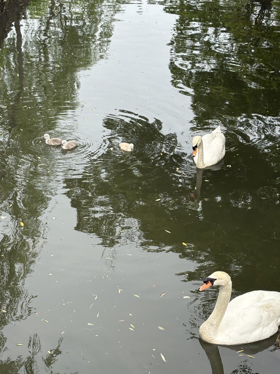 saitotakejiro's tweet photo. 美観地区の白鳥にひなが3羽、生まれました https://t.co/moKrqFnpbU