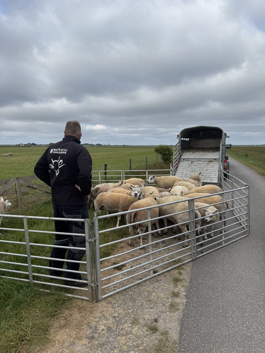 De schapen worden verweid door Ido.