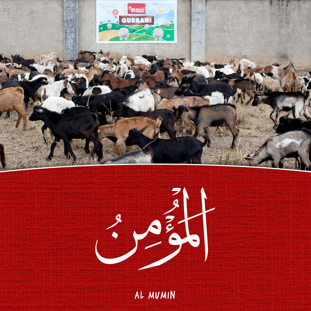 thenamesofallah's tweet image. 06: #AlMumin - Fulfil your Qurbani from just £25 with Save An Orphan: saveanorphan.org/muslim-giving/… #Qurbani2025