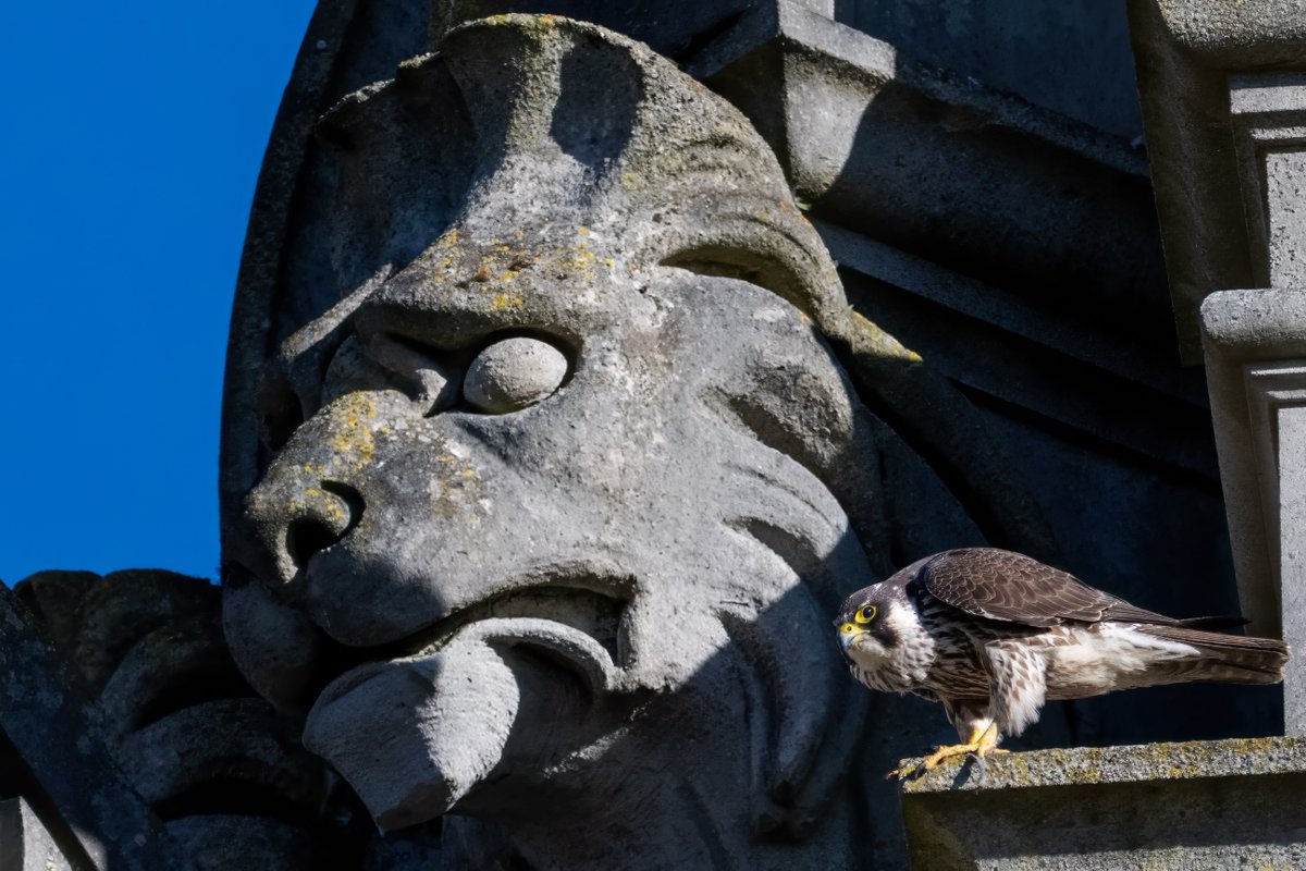 Royal Holloway (@royalholloway) on Twitter photo Cameras in Founder's South Tower are helping researchers in <a href="/RHULBioSci/">RHUL Biology</a> gain insight into the lives of peregrine falcons.
Our live stream has shifted to a wide-angle view, also showcasing the stunning Surrey countryside.
See more of our peregrines: ow.ly/usfn50VUNr3 Cameras in Founder's South Tower are helping researchers in <a href="/RHULBioSci/">RHUL Biology</a> gain insight into the lives of peregrine falcons.
Our live stream has shifted to a wide-angle view, also showcasing the stunning Surrey countryside.
See more of our peregrines: ow.ly/usfn50VUNr3