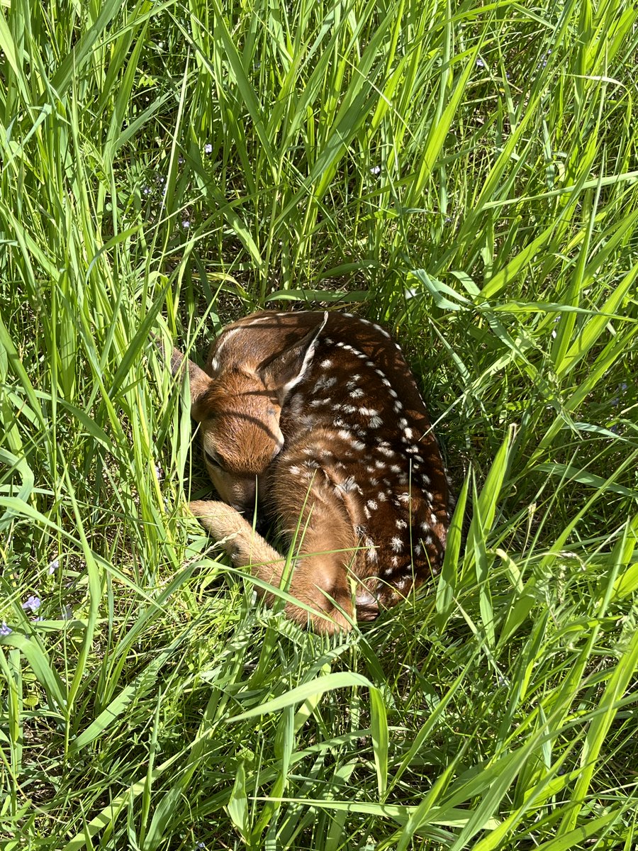 Fawn resting in the grass outside the Elmira site yesterday morning!

#nysmesonet #wildlife #fawn