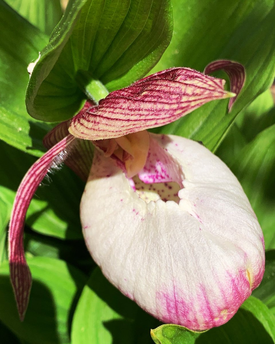 My garden Cypripedium!?!