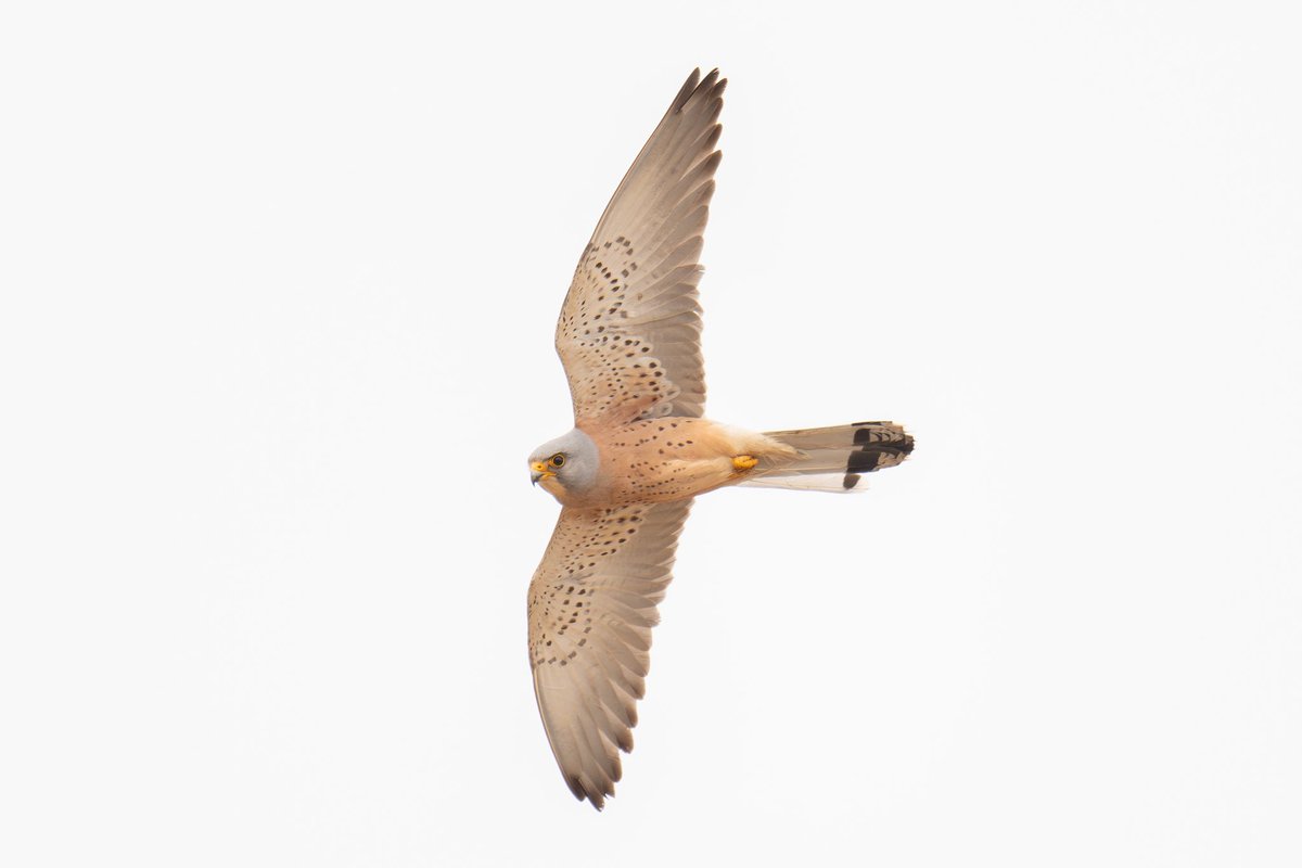 Nog eens een twitch gedaan, en direct ook zeer geslaagd. (Kleine torenvalk)