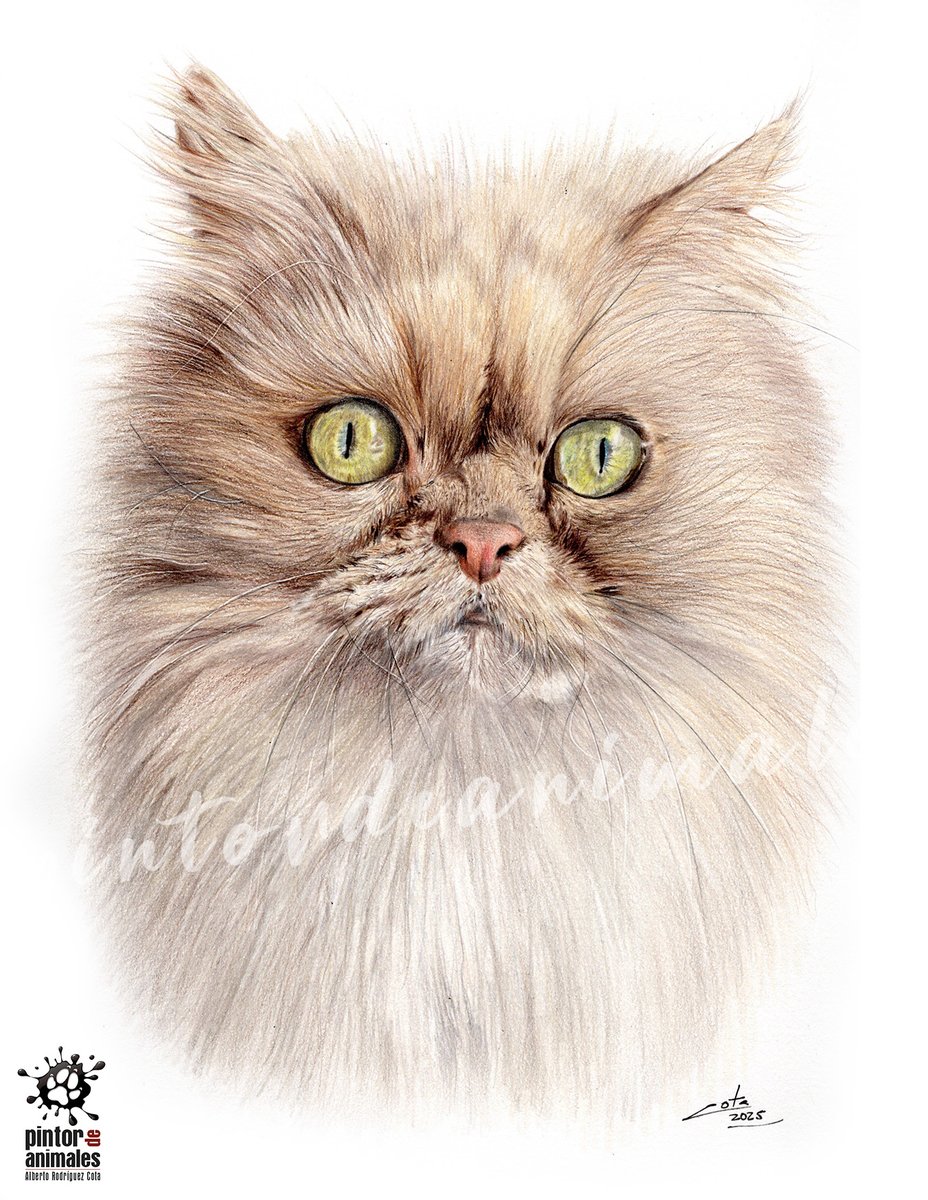 Nunca había dibujado un gato persa y entre los ojazos, el morro chato y el pelazo, la cosa es tan complicada y ardua como pensaba, jaja!