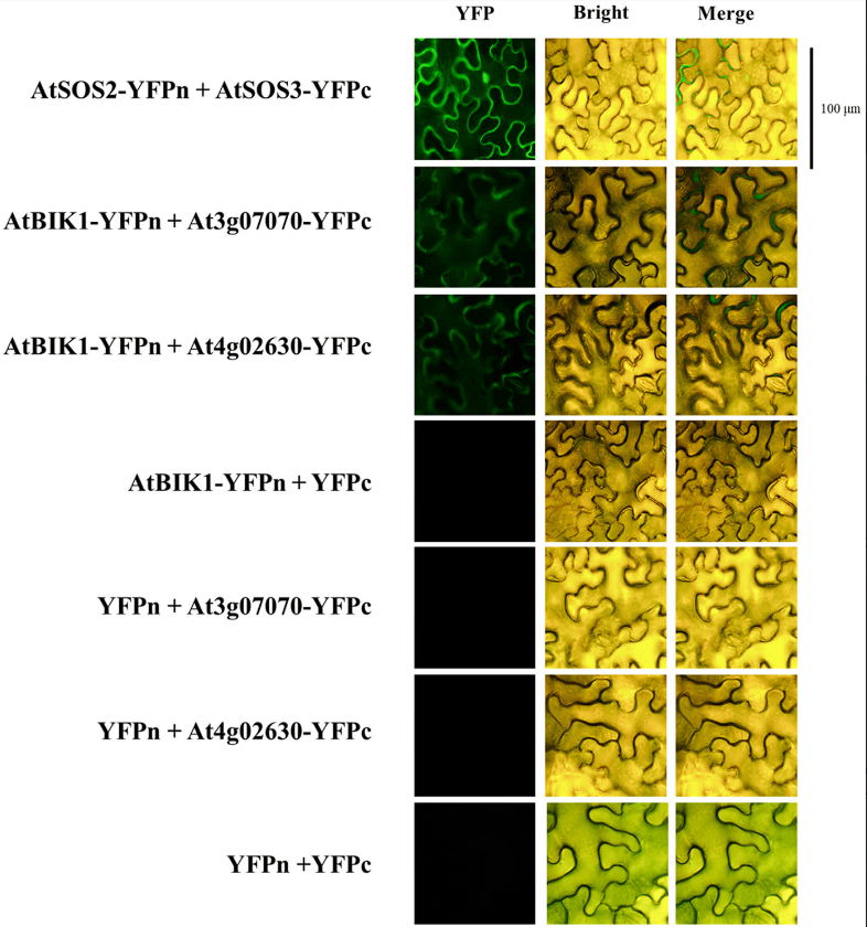 Plants_MDPI's tweet image. 📢 New Publication in Plants! 🌱🧬

&quot;Role of Tyrosine Phosphorylation in PEP1 Receptor 1 (PEPR1) in Arabidopsis thaliana&quot;
by Jae-Han Choi and Man-Ho Oh 

🔗 Read the full article: brnw.ch/21wSOwc

#PlantImmunity #Arabidopsis #SignalTransduction #Phosphorylation