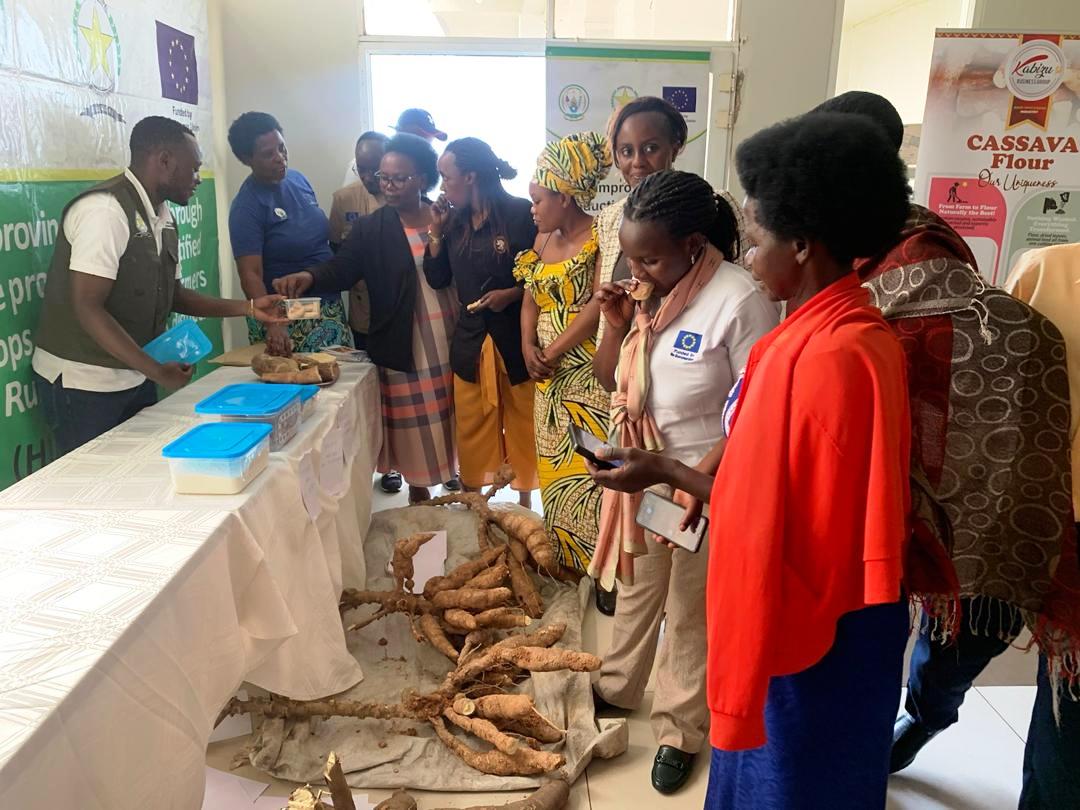 INGABOSYNDICAT1's tweet photo. During the workshop on Enhancing the Cassava Value Chain in Rwanda, various cassava brokers, processors, and beneficiaries of the #KUNGAHARA Program—funded by the @EUinRW , including the #GwizaMuhinziProject—showcased their products in a mini expo. @MbabaziFrX,
#CassavaValueChain https://t.co/SCCNZyvbD9