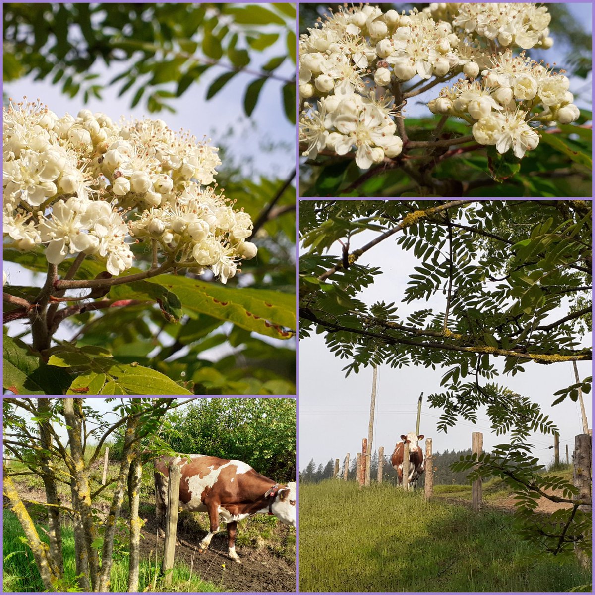 frauhasenklee's tweet image. Szenen rund um die blühende #Eberesche.🌸🐂🐂
#Weidehaltung mit #Melkroboter.
Es gelingt bei den hofnahen Weiden sehr gut, dass unsere Kühe jederzeit von draußen in den Stall zum Melken gehen können. Sie nutzen es. Teilweise 3 mal täglich.