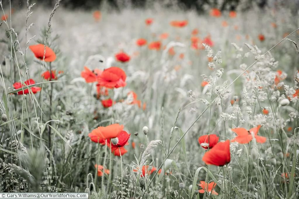 OurWorldforYou's tweet photo. On this day in 1917, the Imperial War Graves Commission was established; we now know it as the Commonwealth War Graves Commission @CWGC. What fantastic work they do, and Tyne Cot is just so touching #LestWeForget @visitflanders #visitflanders
https://t.co/z6VeubpKjq https://t.co/6HD8iSwgpA