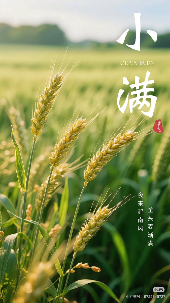 Jason_Li_FY's tweet image. Xiaoman, one of the 24 solar terms in China, is also the season of harvest。#XiaoMan #24SolarTerms