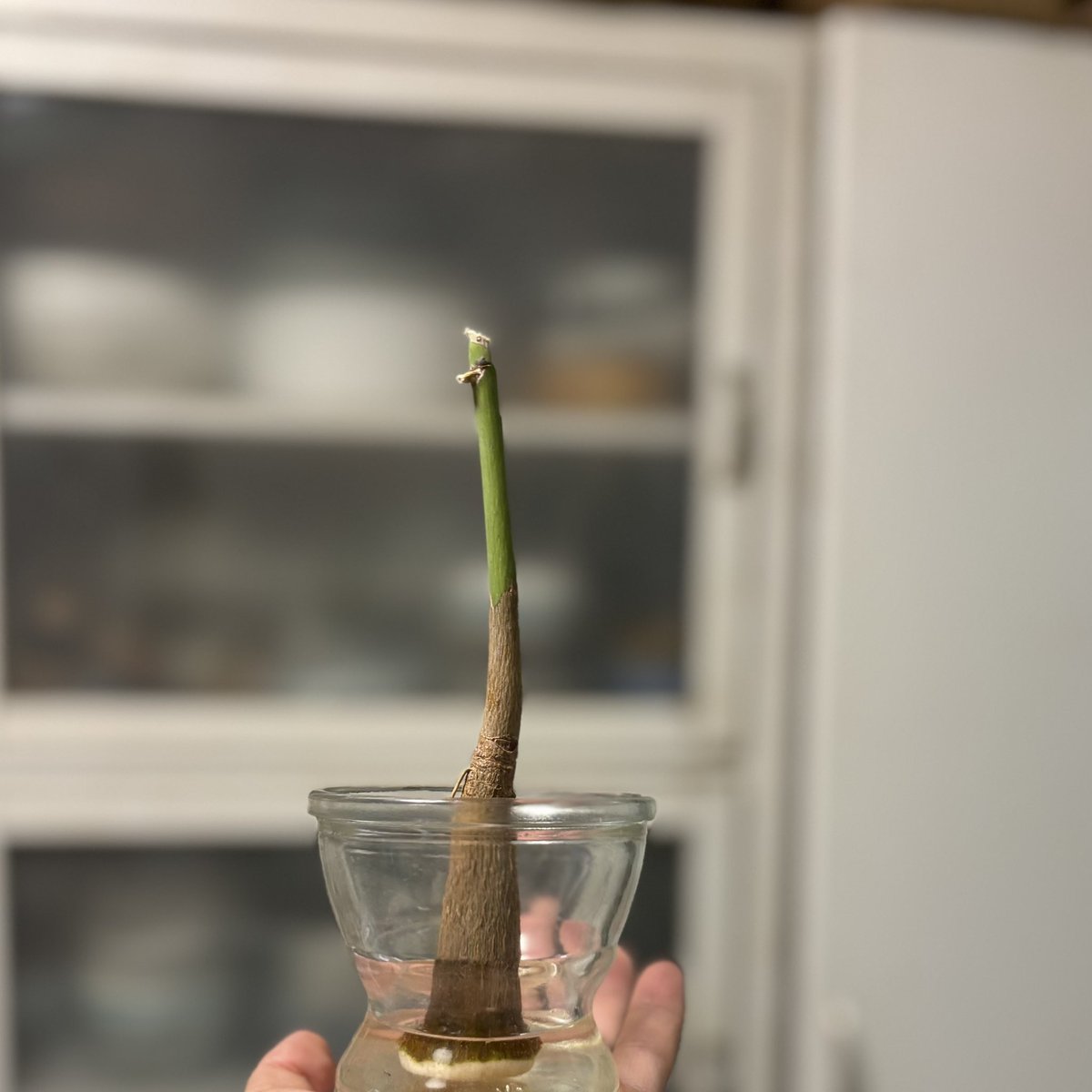 botanicoROCA's tweet image. 幹が硬いので大丈夫かなーと思い、剪定して植え直していたパキラ。掘り返すとやはり根がだいぶ腐って来ていたので、カットして根が生えるのを待つことに。

#botanirocaパキラ
#パキラ #pachira