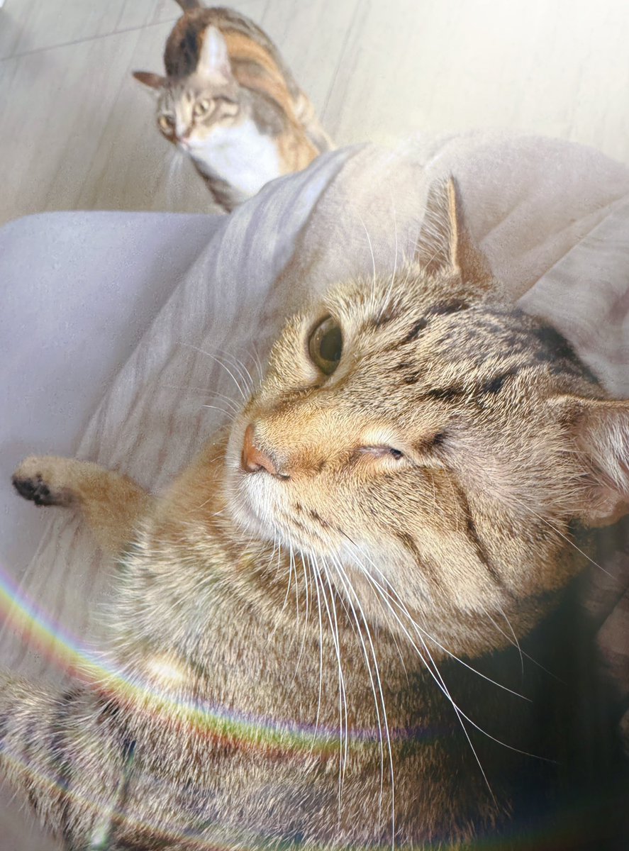 Winkcat1011's tweet photo. 喵喵喵 https://t.co/TwlKvnMPc3