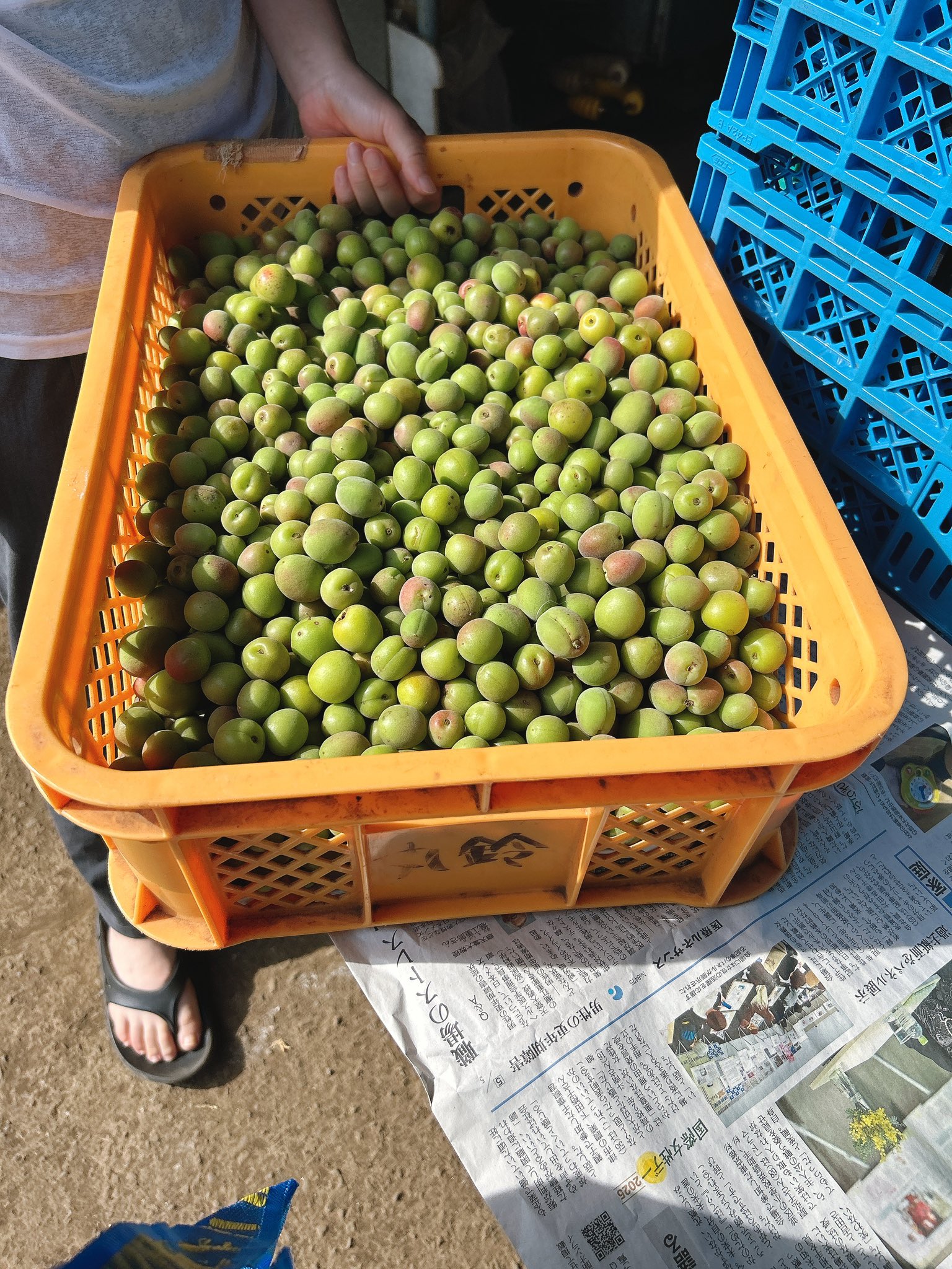 『レタス君様』 Usakumya Cotton Lace Cuffs by Baby, the Stars Shine Bright