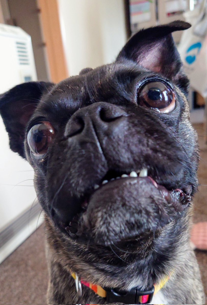 おねだり 黒パグちゃん トールペイント