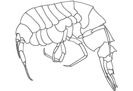 Meet the great Alexandrella wimdecocki, another new species named after our DMT colleague Wim Decock, who is retiring soon.

mapress.com/zt/article/vie…